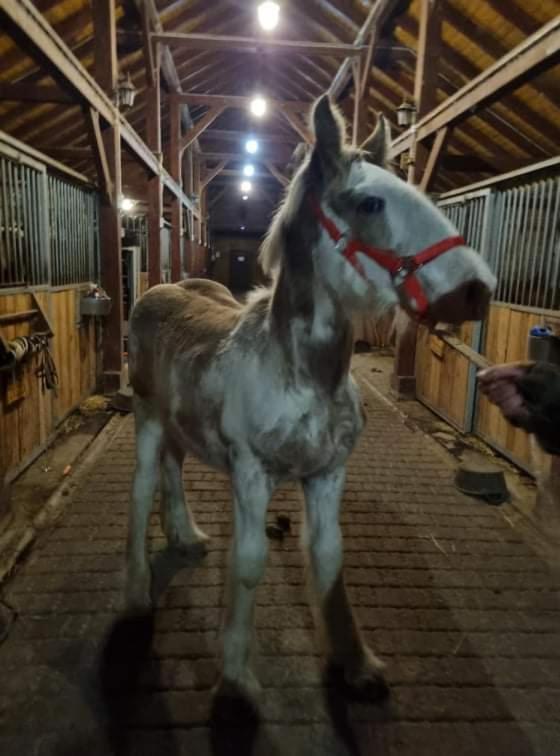 Pensjonat Przy Stajni Kierzkowo  Bagian luar foto