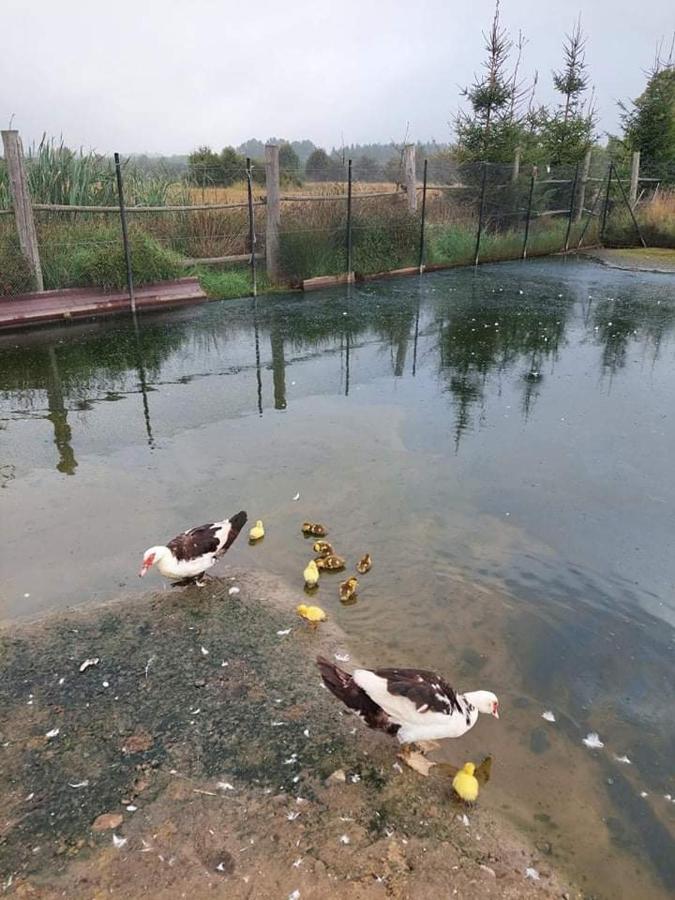 Pensjonat Przy Stajni Kierzkowo  Bagian luar foto