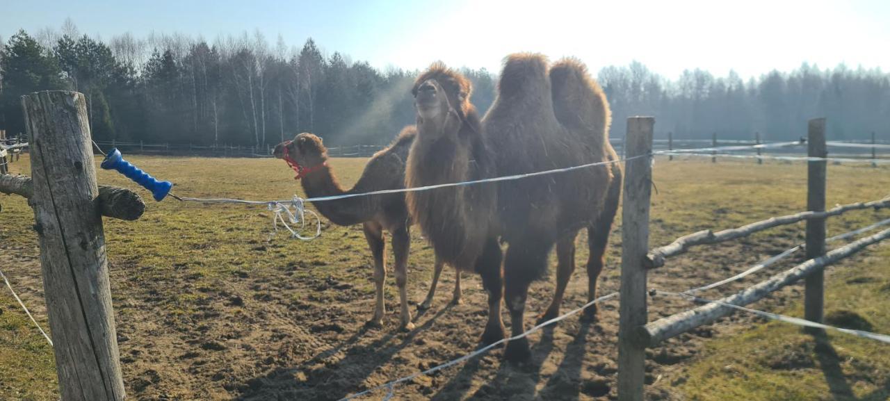 Pensjonat Przy Stajni Kierzkowo  Bagian luar foto