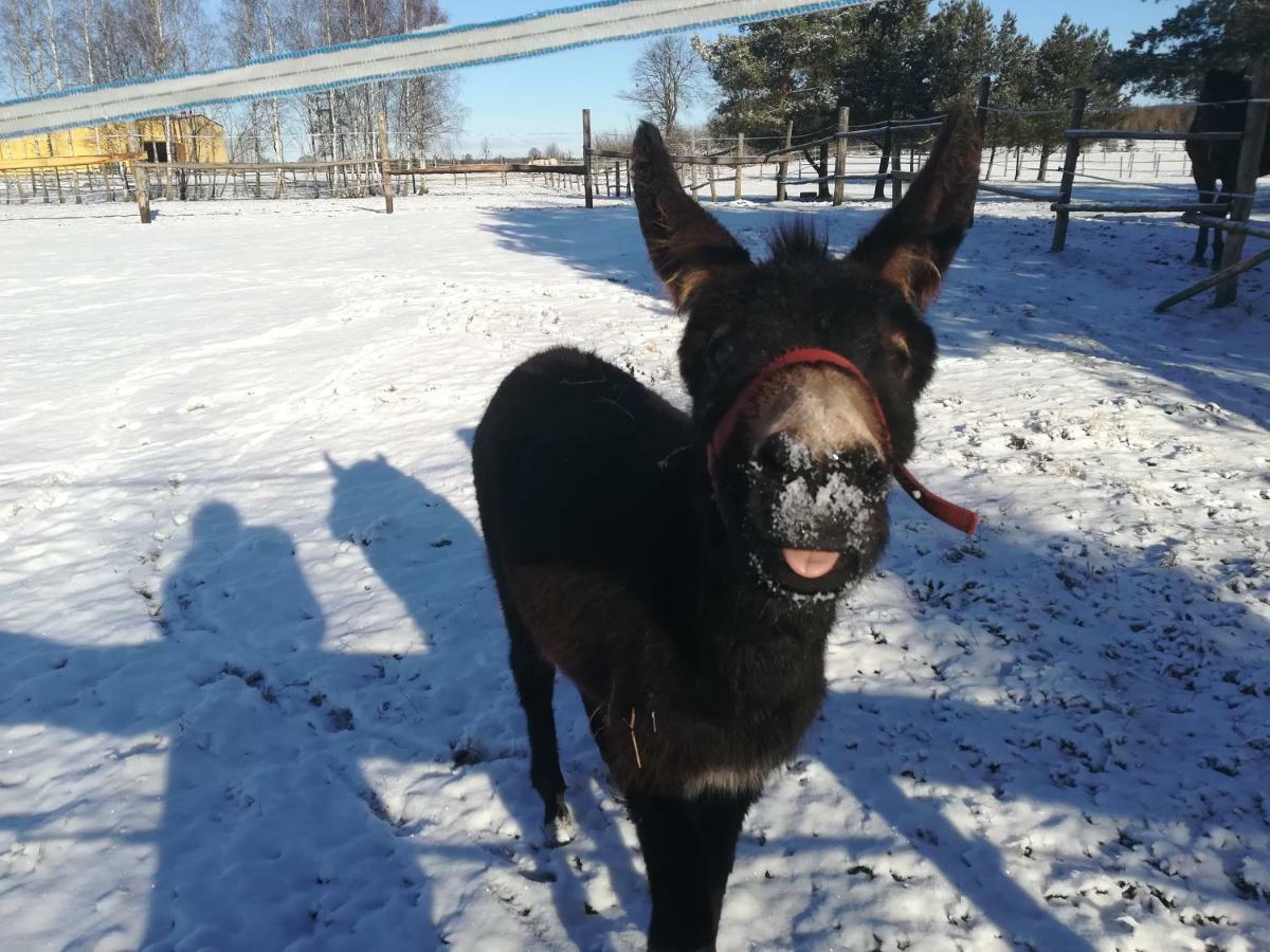 Pensjonat Przy Stajni Kierzkowo  Bagian luar foto